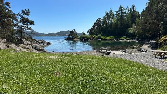 Grønevika