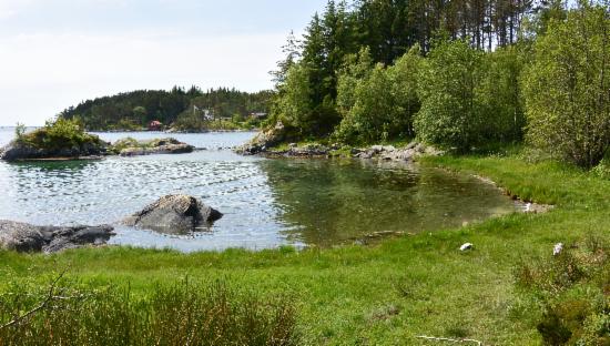 Steingardsvikane